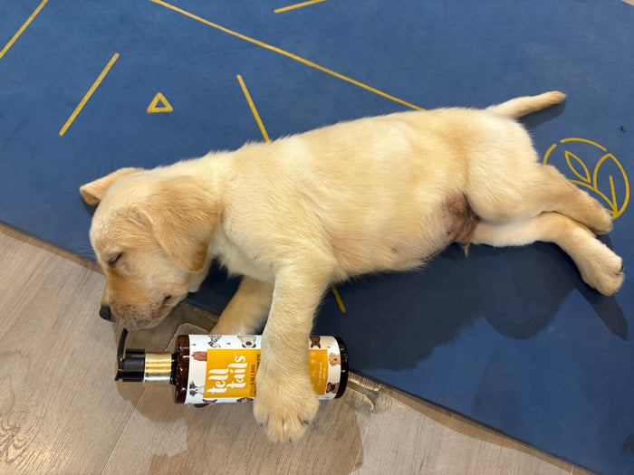5-in-1 Dog Shampoo