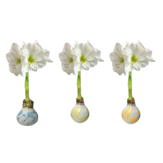 Amaryllis Bulbs Multi colors